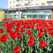 В Воронеже зацвели 86 тысяч тюльпанов