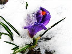 Флеш-моб «Весна, поэзия, любовь»