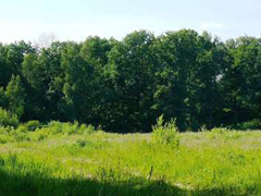 В Левобережном районе проходят рейды по патрулированию лесного массива