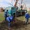 Погодные условия позволили сегодня начать пересадку первых лип с реконструируемого проспекта Революции