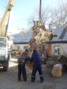 В Коминтерновском районе продолжаются работы  по уходу за зелеными насаждениями