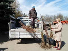 В Коминтерновском районе в рамках месячника по благоустройству проходит выдача саженцев для посадки 