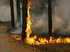 С 30 апреля в Воронежской области будет введен особый противопожарный режим