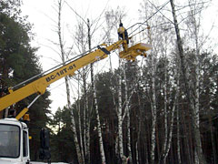 В лесопарке Оптимистов ведется рубка и обрезка сухостойных и аварийных насаждений 