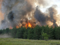 20 апреля на территории Воронежской области будет введен особый противопожарный режим