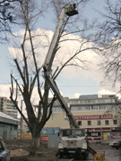 В Ленинском районе успешно реализуются муниципальные экологические программы