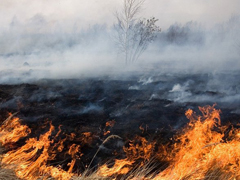 C 30 апреля на территории Воронежской области будет установлен особый противопожарный режим