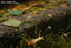 В библиотеке №9 им.А.Жигулина подведены итоги фотоконкурса «Осенний Воронеж в творчестве поэта»