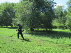 В Железнодорожном районе ведутся работы по выкашиванию газонов и стрижке кустарника