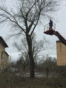 В Левобережном районе проводится ревизия состояния зеленых насаждений в местах общего пользования