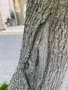 В Ленинском районе приступили к работам по удалению сухостойных деревьев 