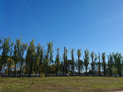 В Коминтерновском районе полным ходом идет омолаживающая обрезка деревьев и борьба с сухостоем