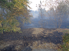 Ландшафтные пожары добрались до Воронежа.