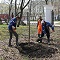 В Воронеже приступили к озеленению парка «Орленок»